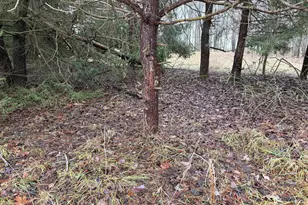 448 N Batavia Rd, Coldwater, MI 49036 - Photo 46