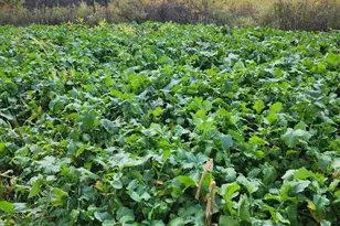 2500 W Quarter Line Rd, Coleman, MI 48618 - Photo 50