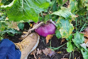 2500 W Quarter Line Rd, Coleman, MI 48618 - Photo 56