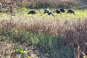 2500 W Quarter Line Rd, Coleman, MI 48618 - Photo 186