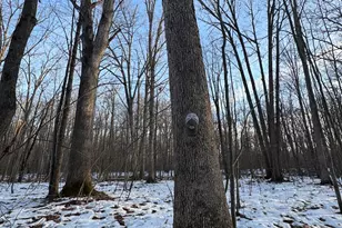 2500 W Quarter Line Rd, Coleman, MI 48618 - Photo 124