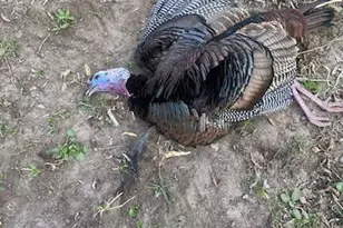 2500 W Quarter Line Rd, Coleman, MI 48618 - Photo 190