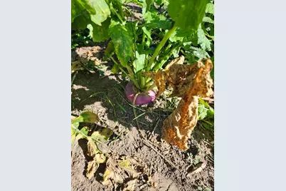 2500 W Quarter Line Road, Coleman, MI 48618 - Photo 54