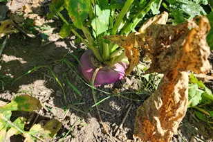 2500 W Quarter Line Rd, Coleman, MI 48618 - Photo 54