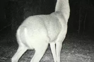 7808 E 48th St, Chase, MI 49623 - Photo 18