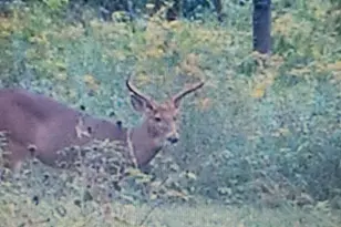 6130 Greggs Crossing Rd, Nashville, MI 49073 - Photo 44