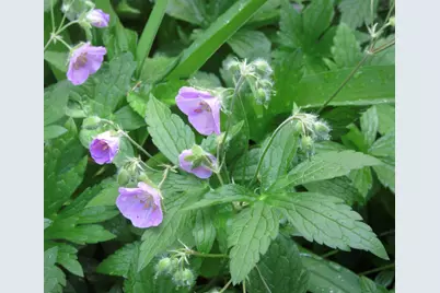 1422 Morton Avenue, Ann Arbor, MI 48104 - Photo 66