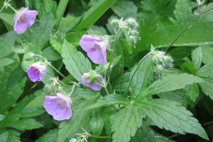 1422 Morton Ave, Ann Arbor, MI 48104 - Photo 66