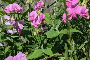 227 Eldred St, Battle Creek, MI 49015 - Photo 36