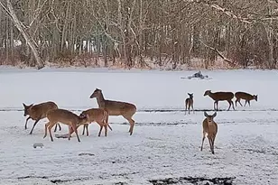 440 E Francis St, Nashville, MI 49073 - Photo 54