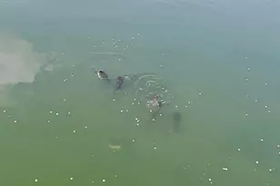 440 E Francis St, Nashville, MI 49073 - Photo 42