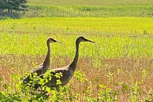 4959 Miller Rd, Ann Arbor, MI 48103 - Photo 140