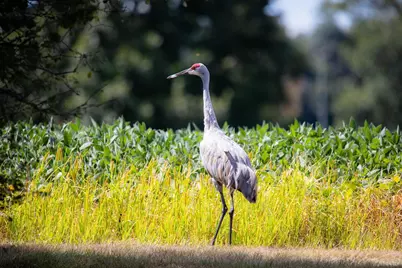 4959 Miller Road, Ann Arbor, MI 48103 - Photo 102
