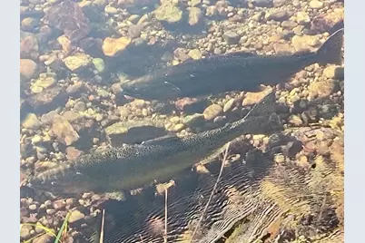 3833 E Creek Wood Drive, Chase, MI 49623 - Photo 40