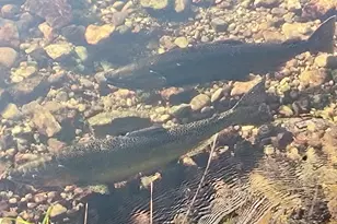 3833 E Creek Wood Dr, Chase, MI 49623 - Photo 40