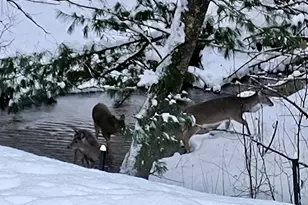 3833 E Creek Wood Dr, Chase, MI 49623 - Photo 52