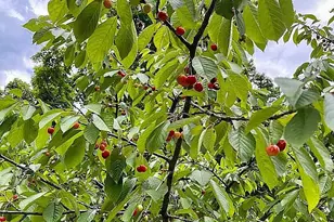 2428 S 14th St, Niles, MI 49120 - Photo 30