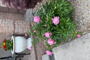 29591 Green Acres, Farmington Hills, MI 48334 - Photo 50