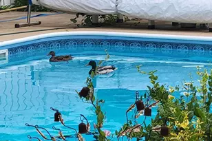 829 Thorntree Blvd, Jackson, MI 49203 - Photo 16