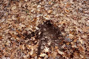 6495 Jackson Ave, Lake, MI 48632 - Photo 40