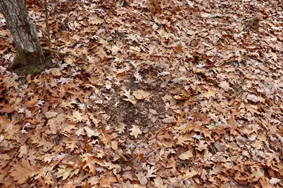 6495 Jackson Avenue, Lake, MI 48632 - Photo 8