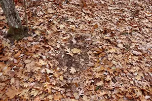 6495 Jackson Ave, Lake, MI 48632 - Photo 8