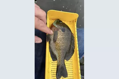 520 N Campbell Road, Fountain, MI 49410 - Photo 76