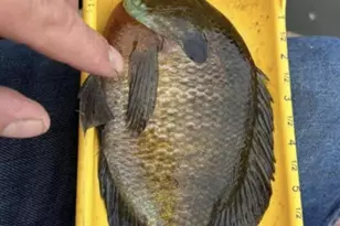 520 N Campbell Rd, Fountain, MI 49410 - Photo 76