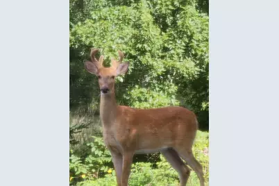 19820 Ivey Road, Chelsea, MI 48118 - Photo 38