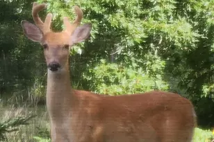 19820 Ivey Rd, Chelsea, MI 48118 - Photo 38