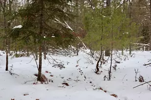 4440 W Cherry Creek Rd, Greenwood, MI 49756 - Photo 42