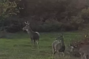 4112 E Vermontville Hwy, Potterville, MI 48876 - Photo 36