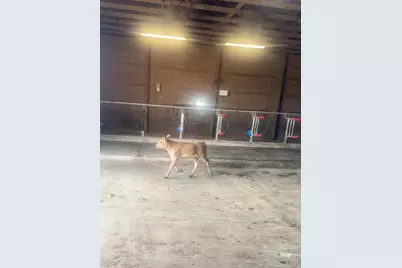 10989 Scio Church Road, Chelsea, MI 48118 - Photo 64