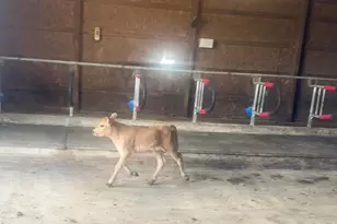 10989 Scio Church Rd, Chelsea, MI 48118 - Photo 64