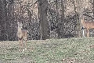 2722 Woodsview Dr, Hillsdale, MI 49242 - Photo 8