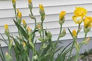 8433 Rolling Meadows, Grant Township, MI 48032 - Photo 10