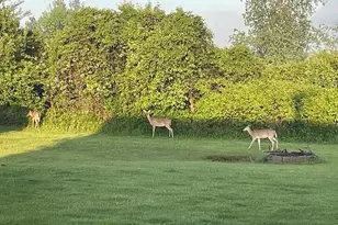 8433 Rolling Meadows, Grant Township, MI 48032 - Photo 12