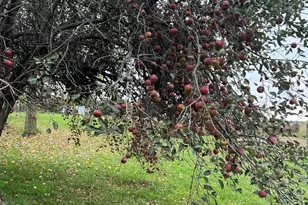 19250 Homer Rd, Marshall, MI 49068 - Photo 92