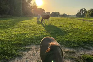 19250 Homer Rd, Marshall, MI 49068 - Photo 60