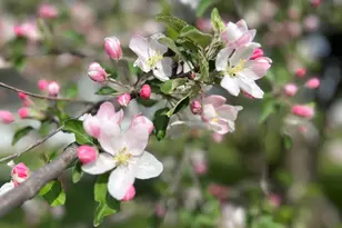 19250 Homer Rd, Marshall, MI 49068 - Photo 90