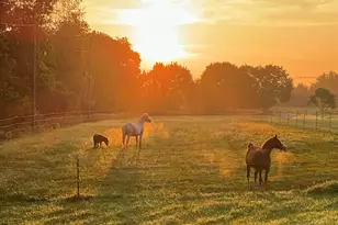 19250 Homer Rd, Marshall, MI 49068 - Photo 62