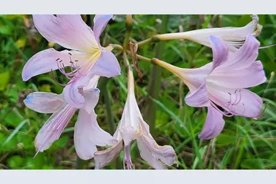 6246 S Brooklyn Road, Jackson, MI 49201 - Photo 62