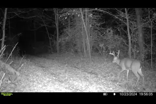 1398 12 Mile Rd, Remus, MI 49340 - Photo 104