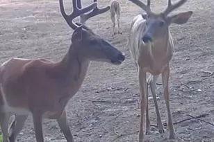 1398 12 Mile Rd, Remus, MI 49340 - Photo 66