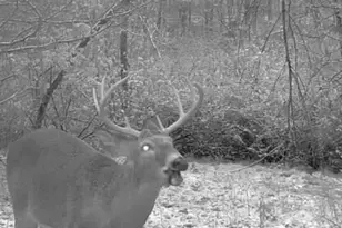 1398 12 Mile Rd, Remus, MI 49340 - Photo 62