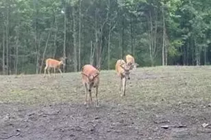 1398 12 Mile Rd, Remus, MI 49340 - Photo 28