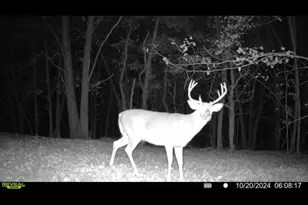 360 12 Mile Rd, Remus, MI 49340 - Photo 106