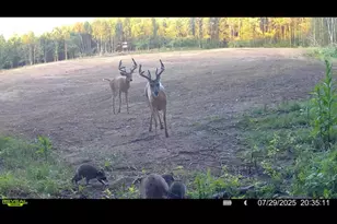 360 12 Mile Rd, Remus, MI 49340 - Photo 66