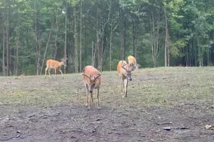 360 12 Mile Rd, Remus, MI 49340 - Photo 92