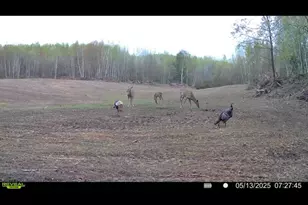 360 12 Mile Rd, Remus, MI 49340 - Photo 78